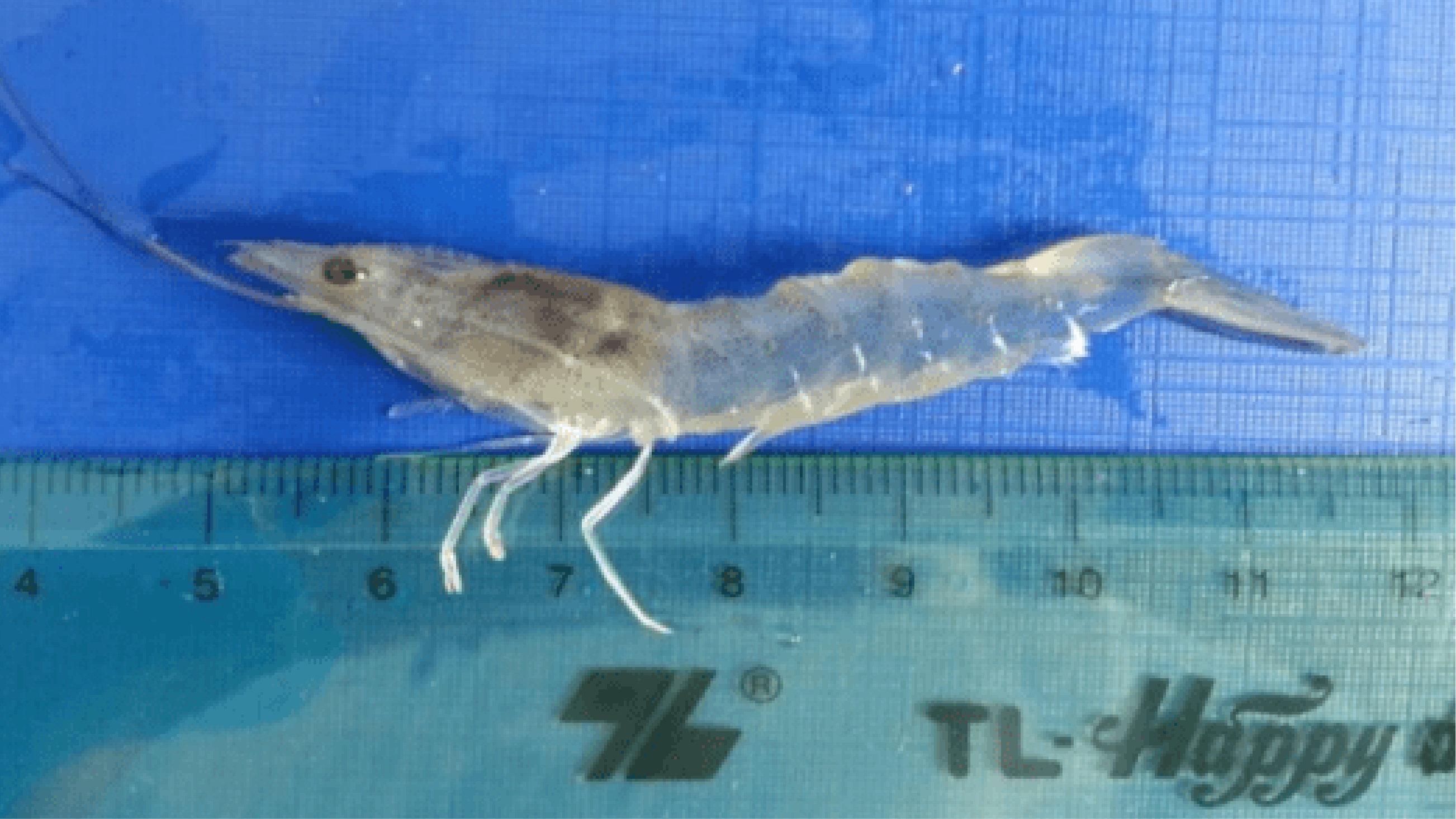 Tôm thẻ chân trắng có biểu hiện của bệnh (IHHNV) tên loại virus làm hoại tử cơ quan tạo máu và lập biểu mô ở tôm