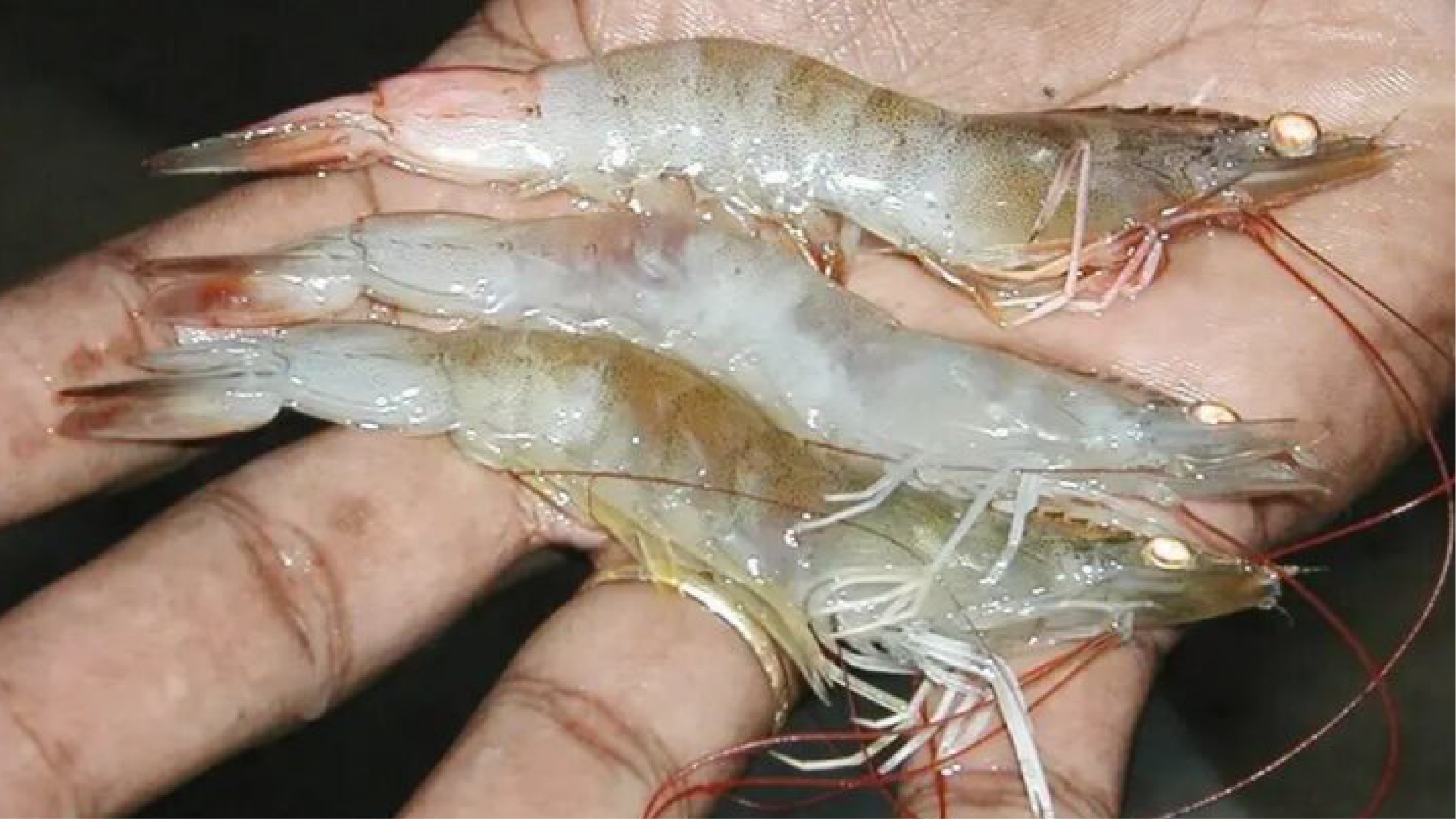 Ảnh minh họa bệnh hoại tử cơ trên tôm thẻ chân trắng