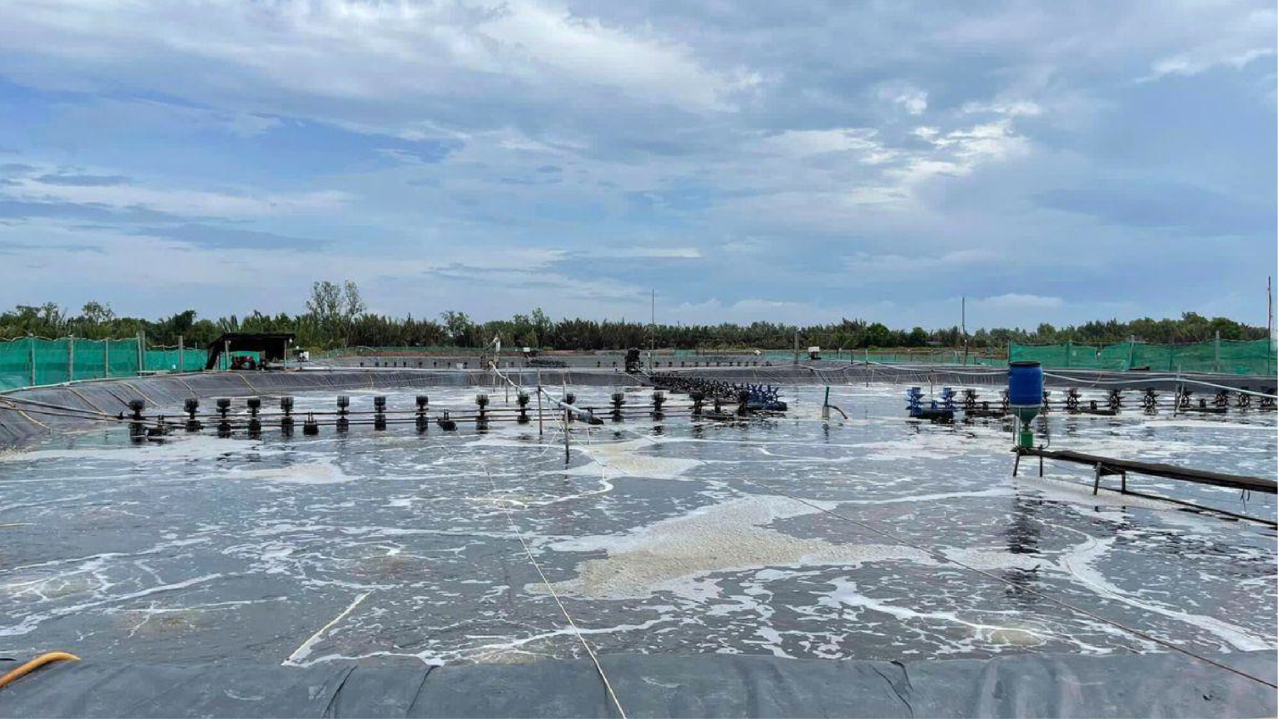 Kiểm tra và xử lý kịp thời tình trạng tôm chết do hoại tử cơ để giảm thiểu thiệt hại trong vụ nuôi 