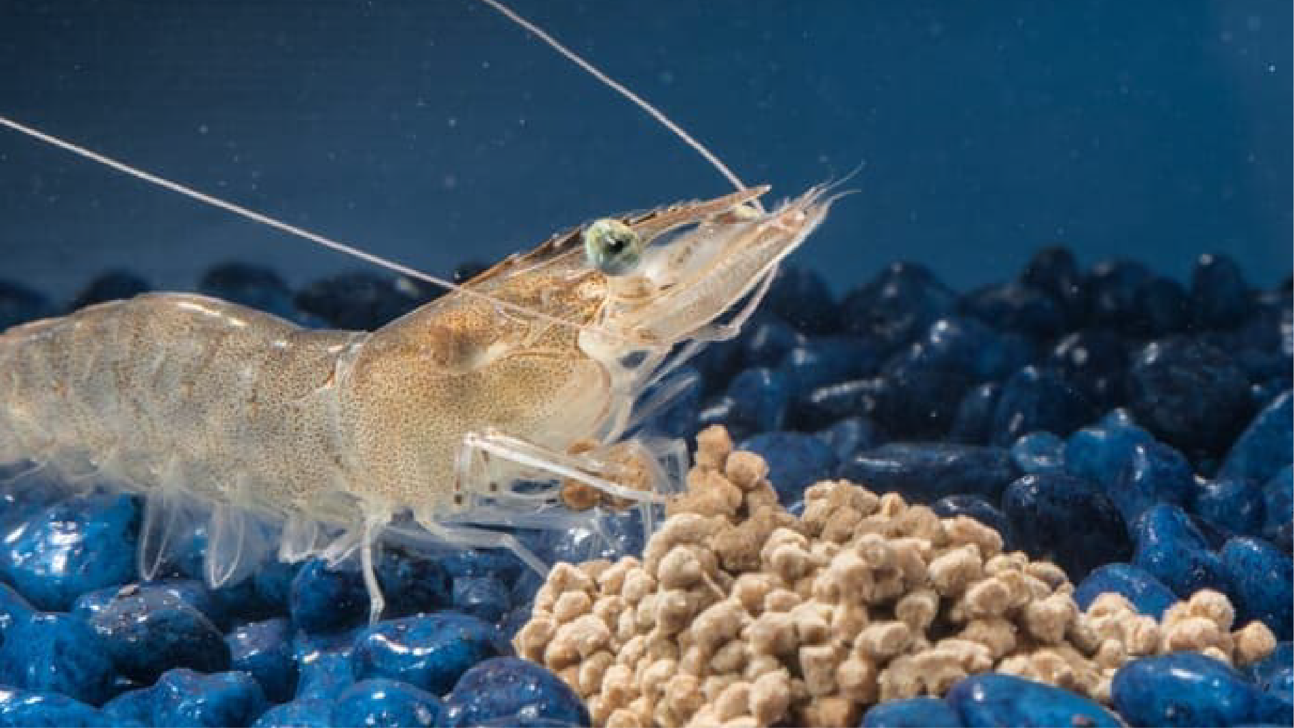 Chế độ dinh dưỡng cũng đóng vai trò quyết định trong việc phòng ngừa bệnh