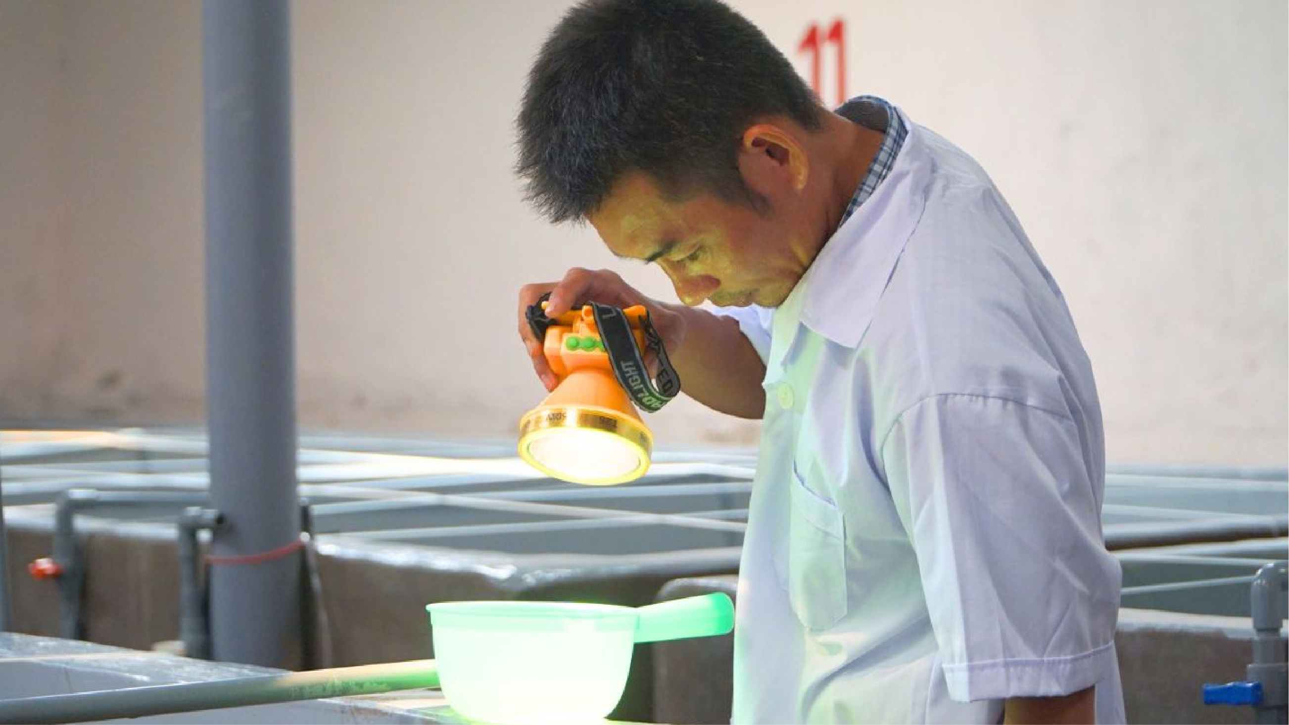 Để đảm bảo chọn được tôm giống khỏe mạnh, người nuôi cần chú trọng đến nguồn gốc và quy trình sản xuất