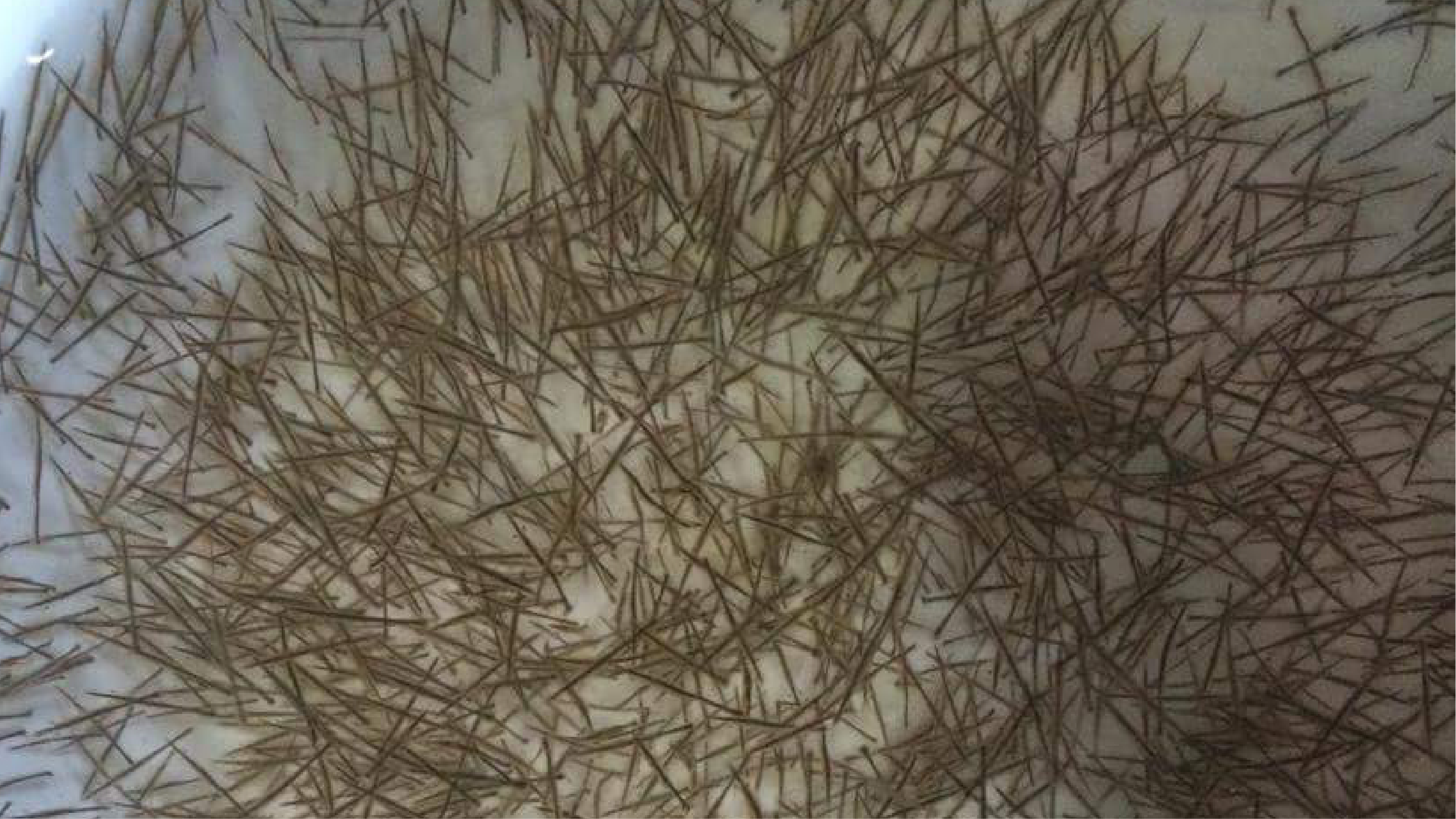 Chất lượng tôm giống quyết định thành công của vụ nuôi