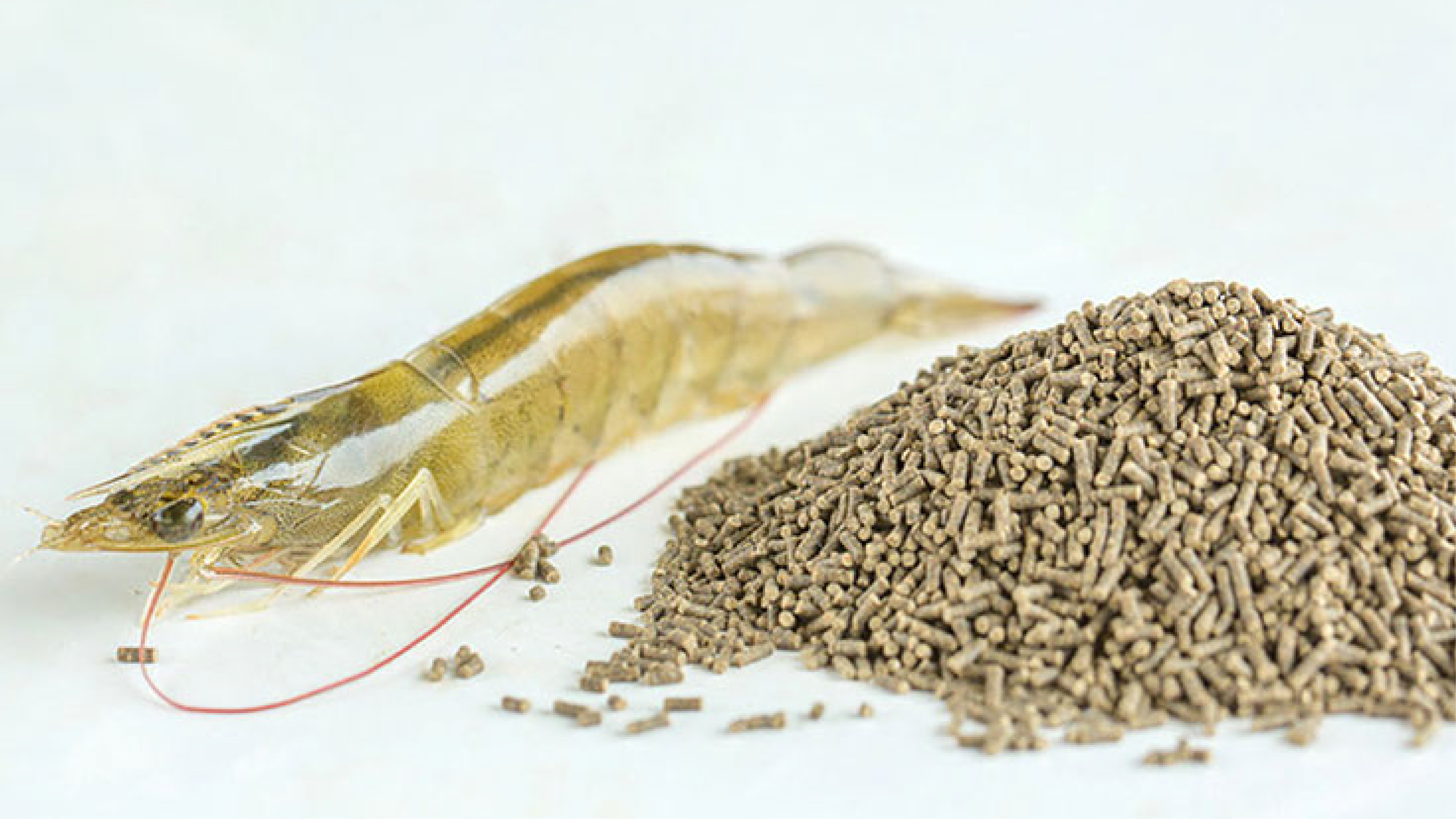 Chất lượng thức ăn kém