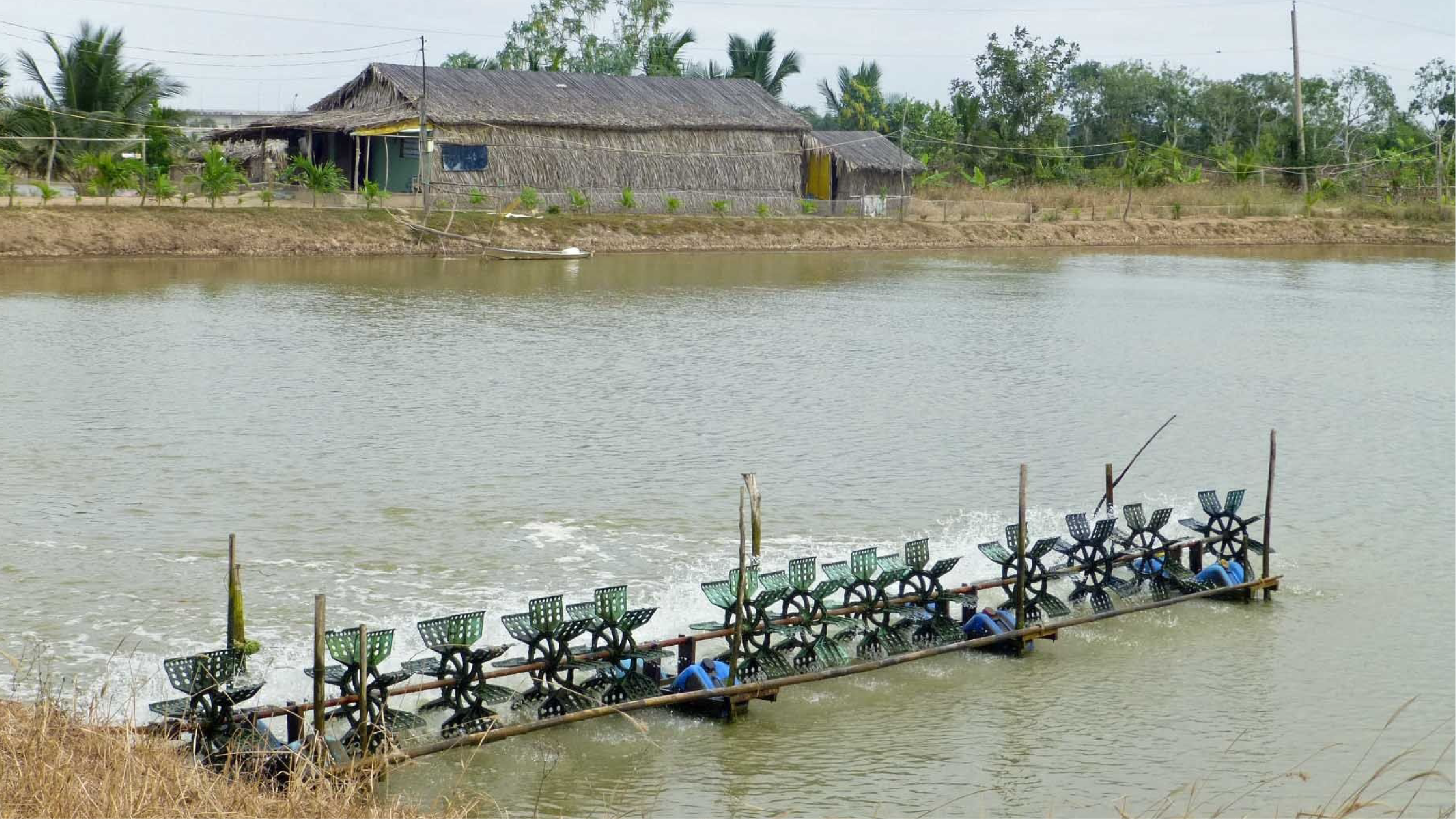 Nuôi tôm sú ao đất