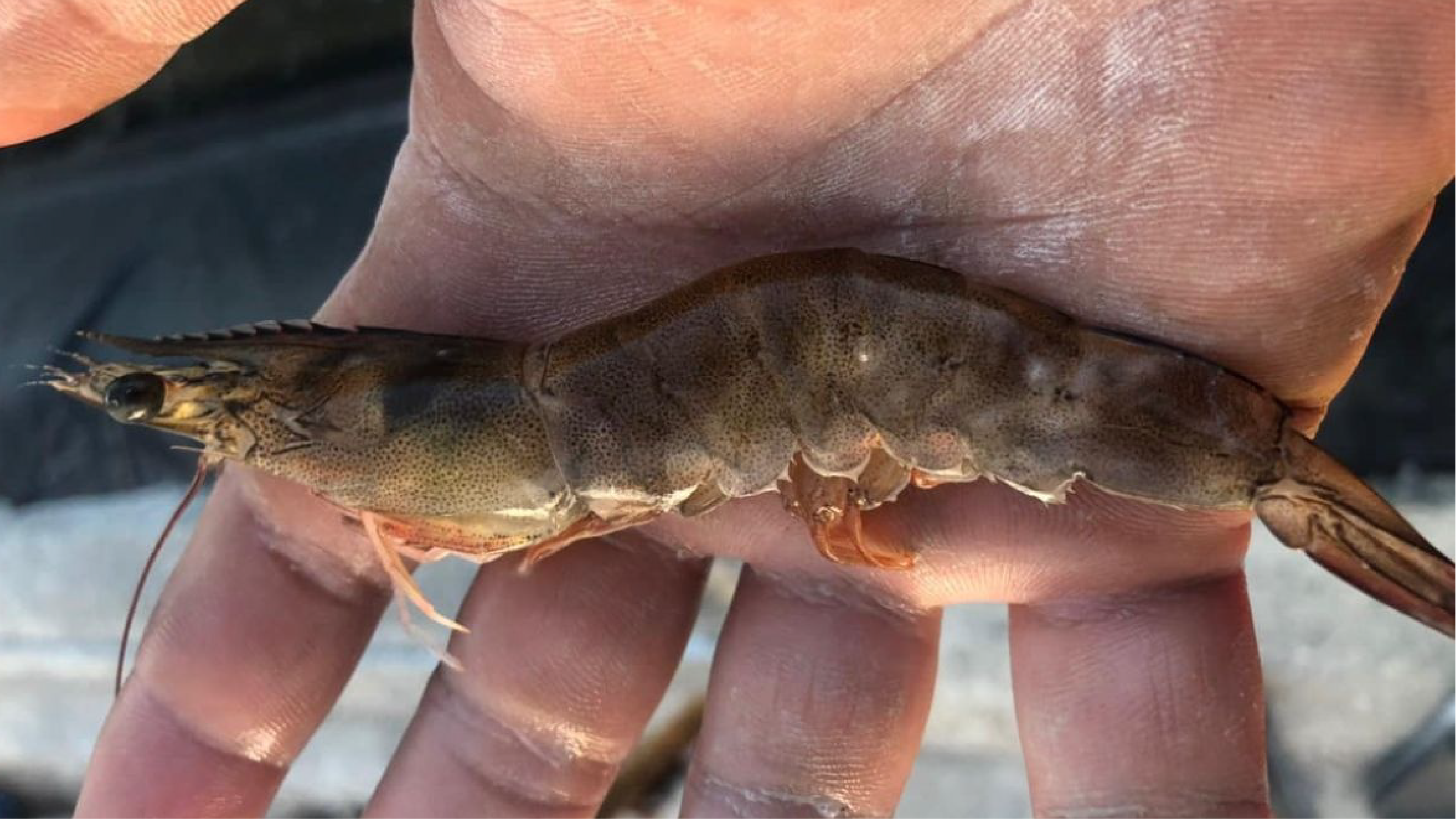 Hoại tử cơ là một loại bệnh truyền nhiễm do virus gây ra và dễ lây lan khi nuôi diện rộng