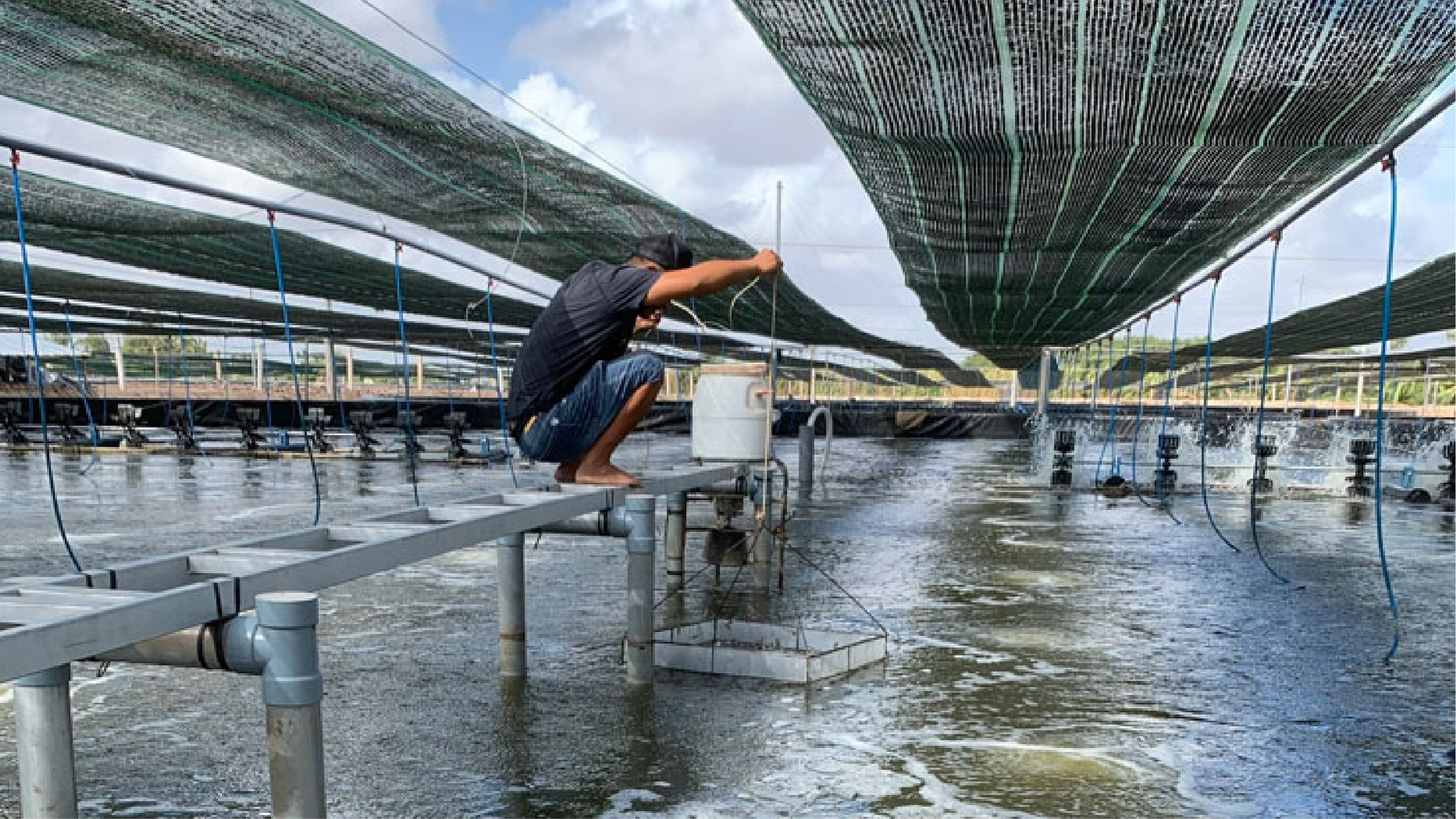 Thường xuyên quan sát và kiểm tra tình trạng nuôi tôm trong ao