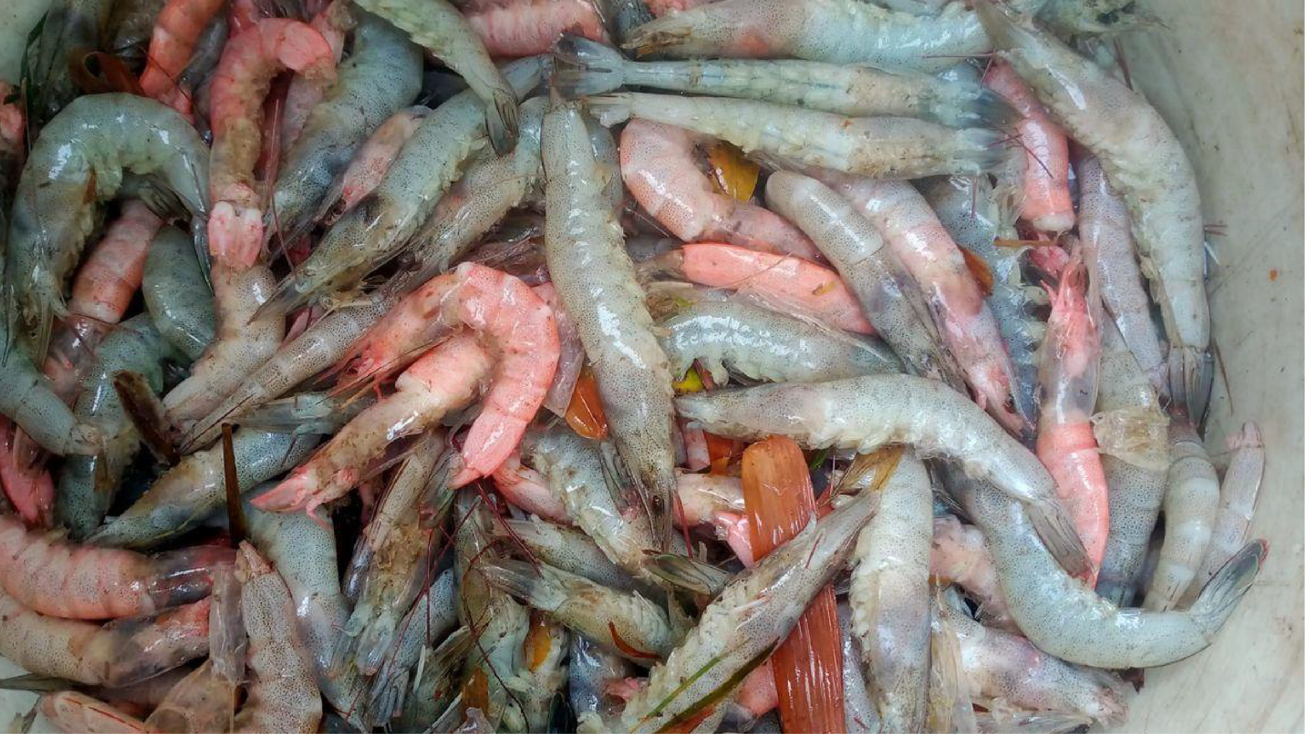 Tôm nhiễm khuẩn dẫn đến chết, hao hụt về số lượng tôm trong ao