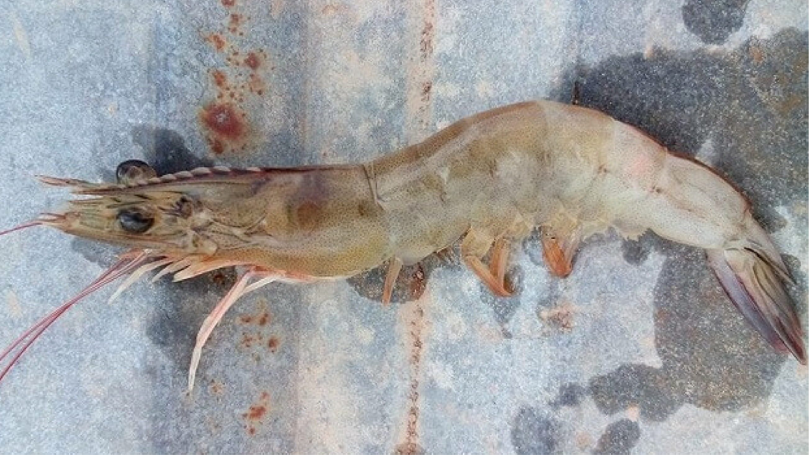 Giải pháp phòng ngừa bệnh đục cơ ở tôm thẻ chân trắng