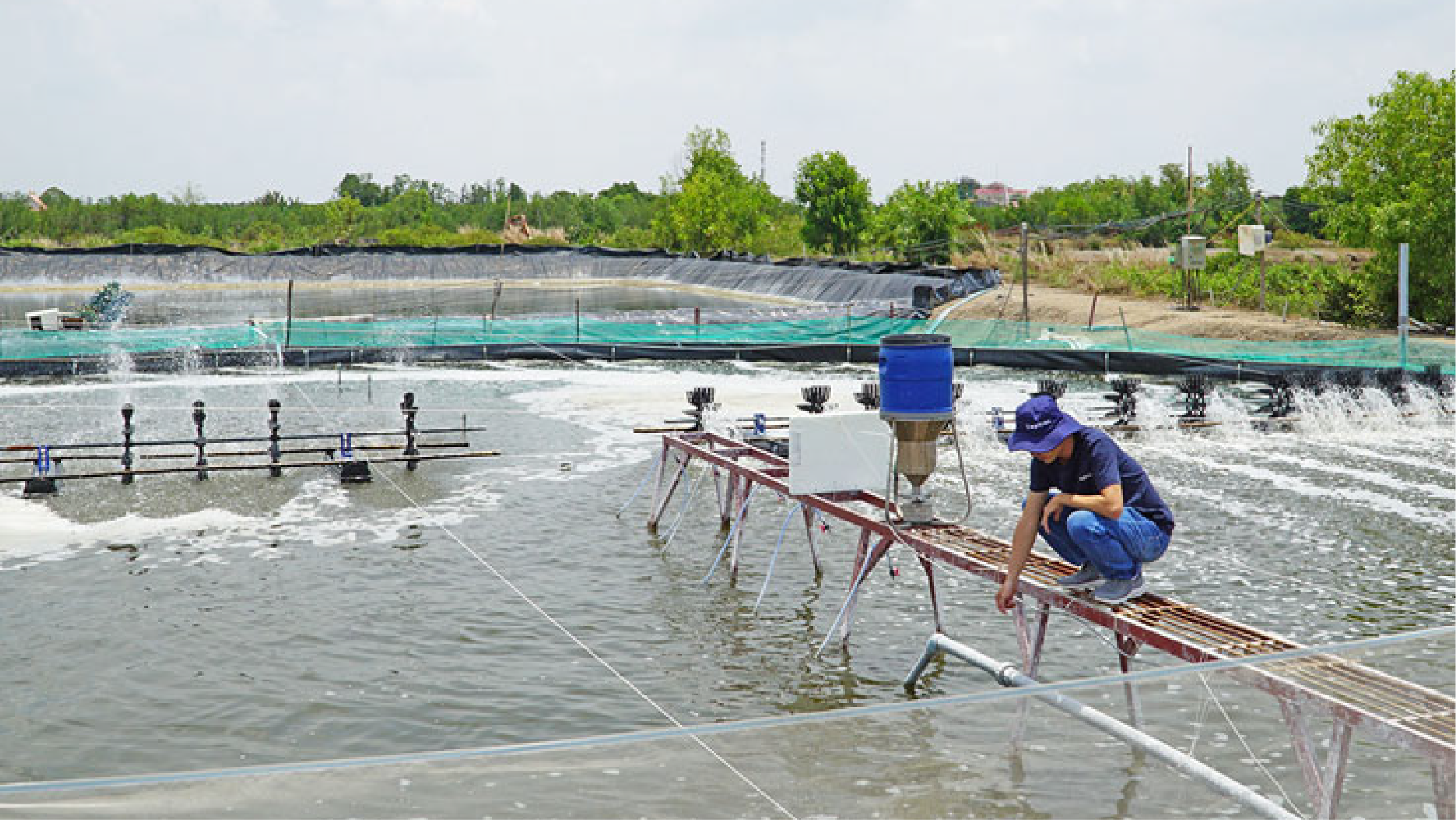 Thường xuyên theo dõi sức khỏe tôm, tăng cường dinh dưỡng, cải thiện chất lượng nước và sử dụng thuốc kháng sinh