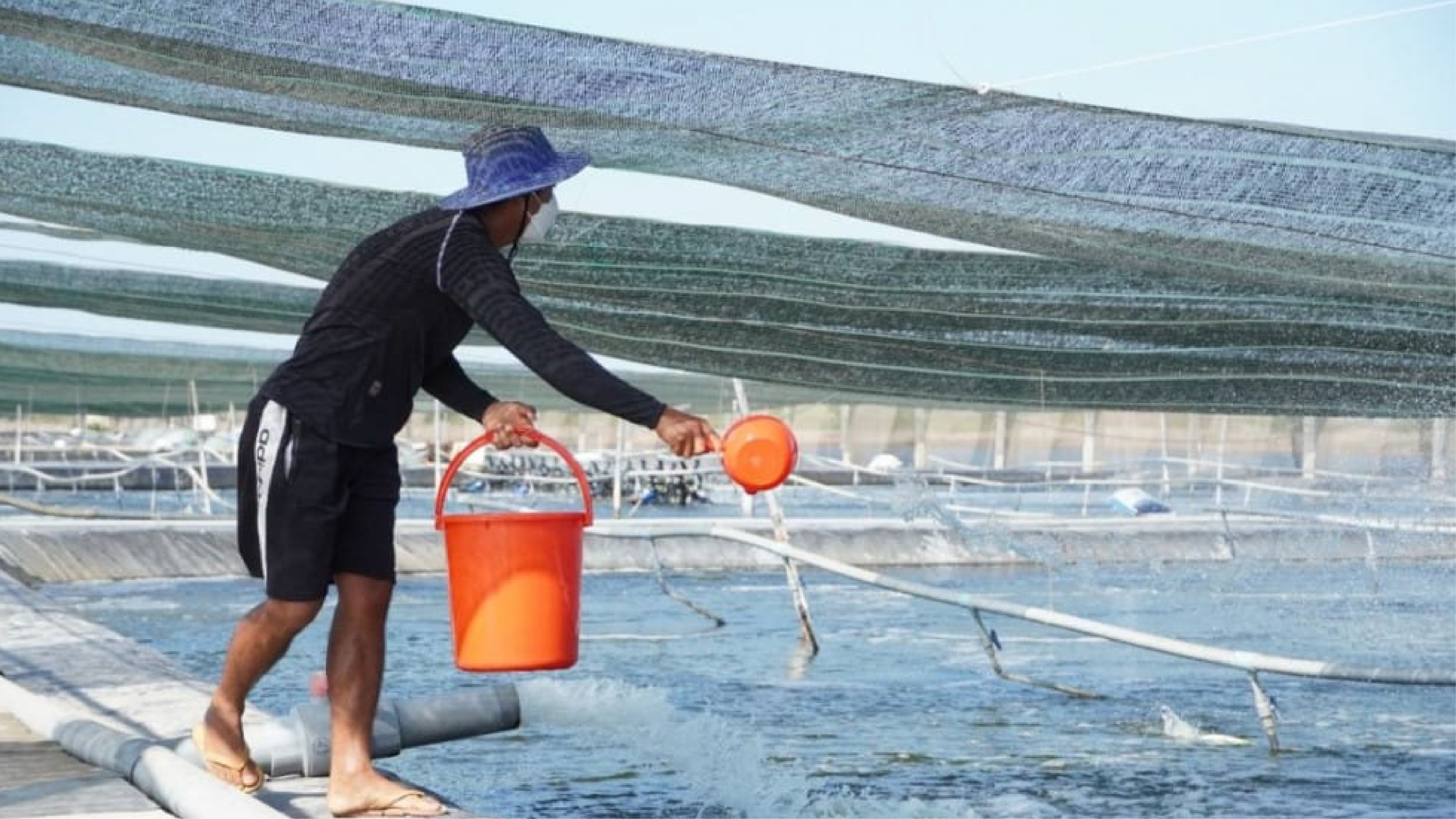 Dùng vi sinh xử lý nước ao tôm