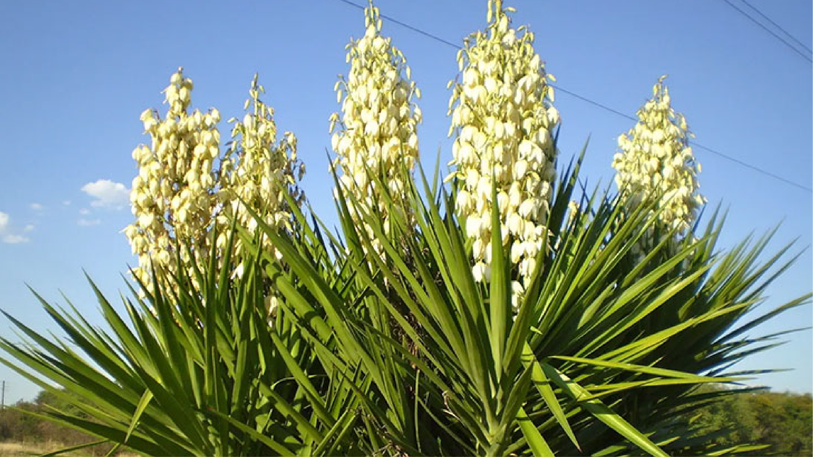 Cây Yucca ứng dụng trong nuôi tôm
