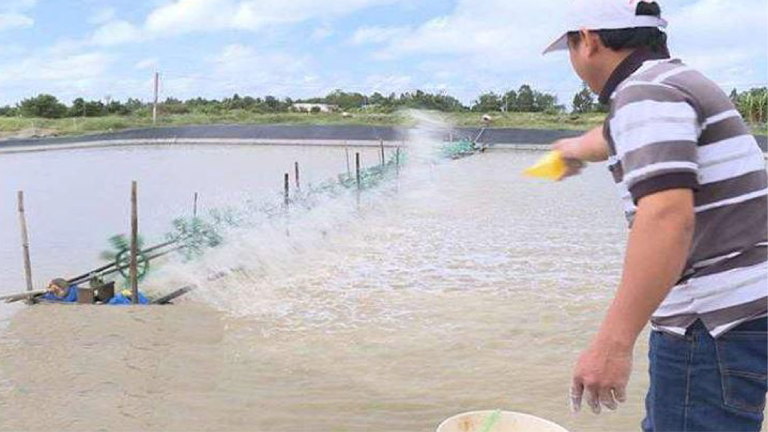 Dùng vi sinh xử lý đáy ao nuôi tôm