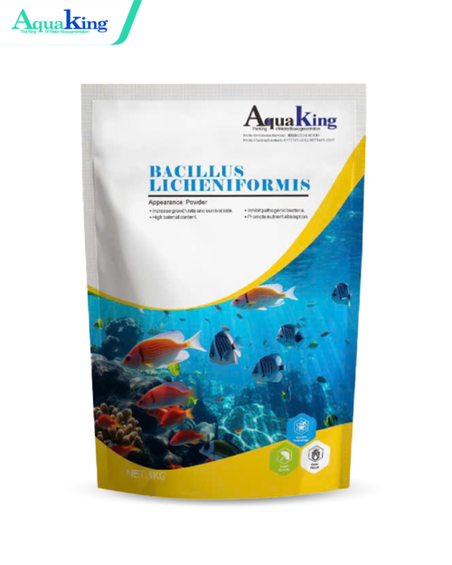 Bacillus Licheniformis - Men Đường Ruột Cho Tôm - Giúp Hấp Thu Thức Ăn