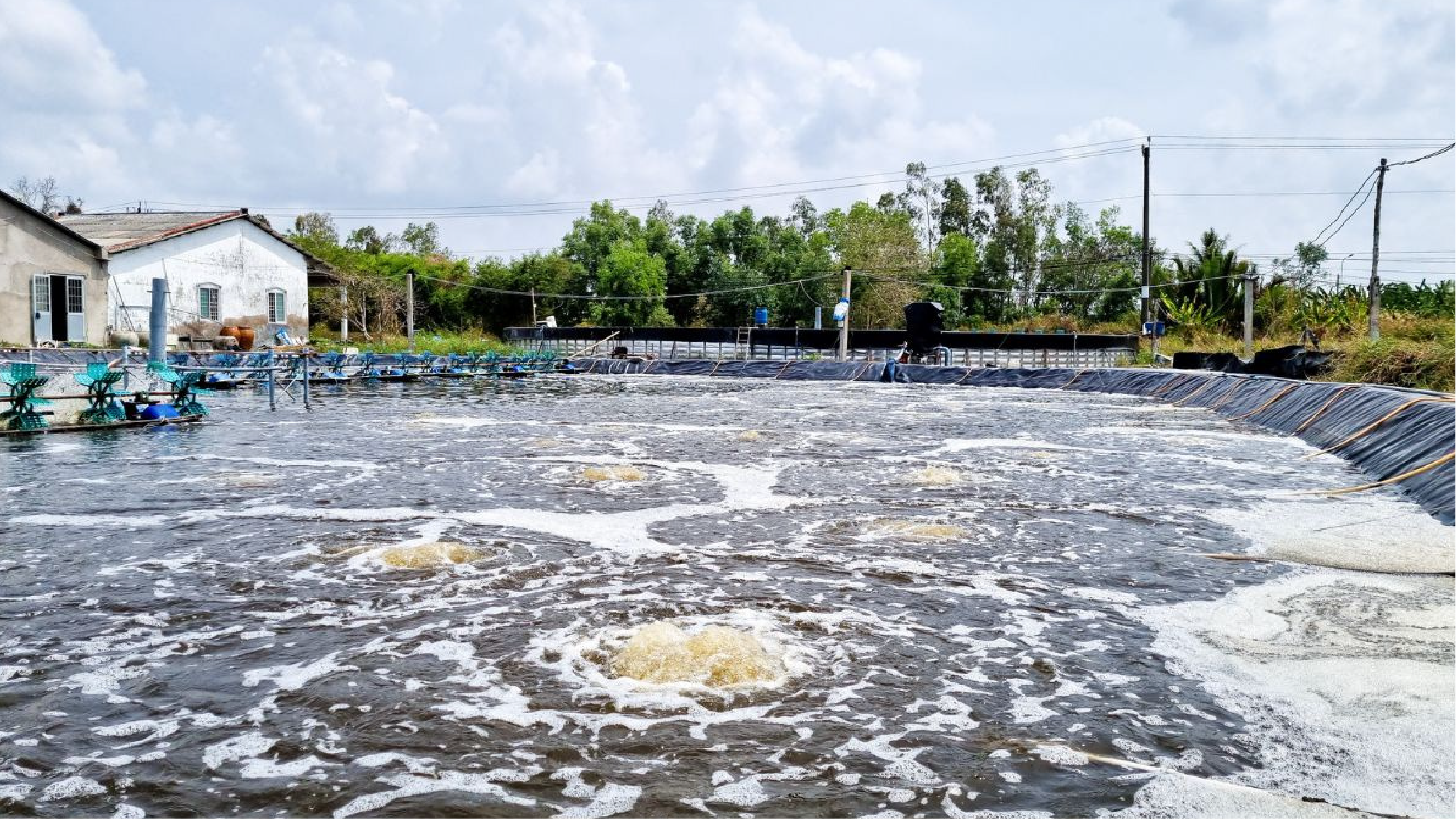 Ô nhiễm đáy ao ảnh hưởng trực tiếp đến môi trường sống của tôm