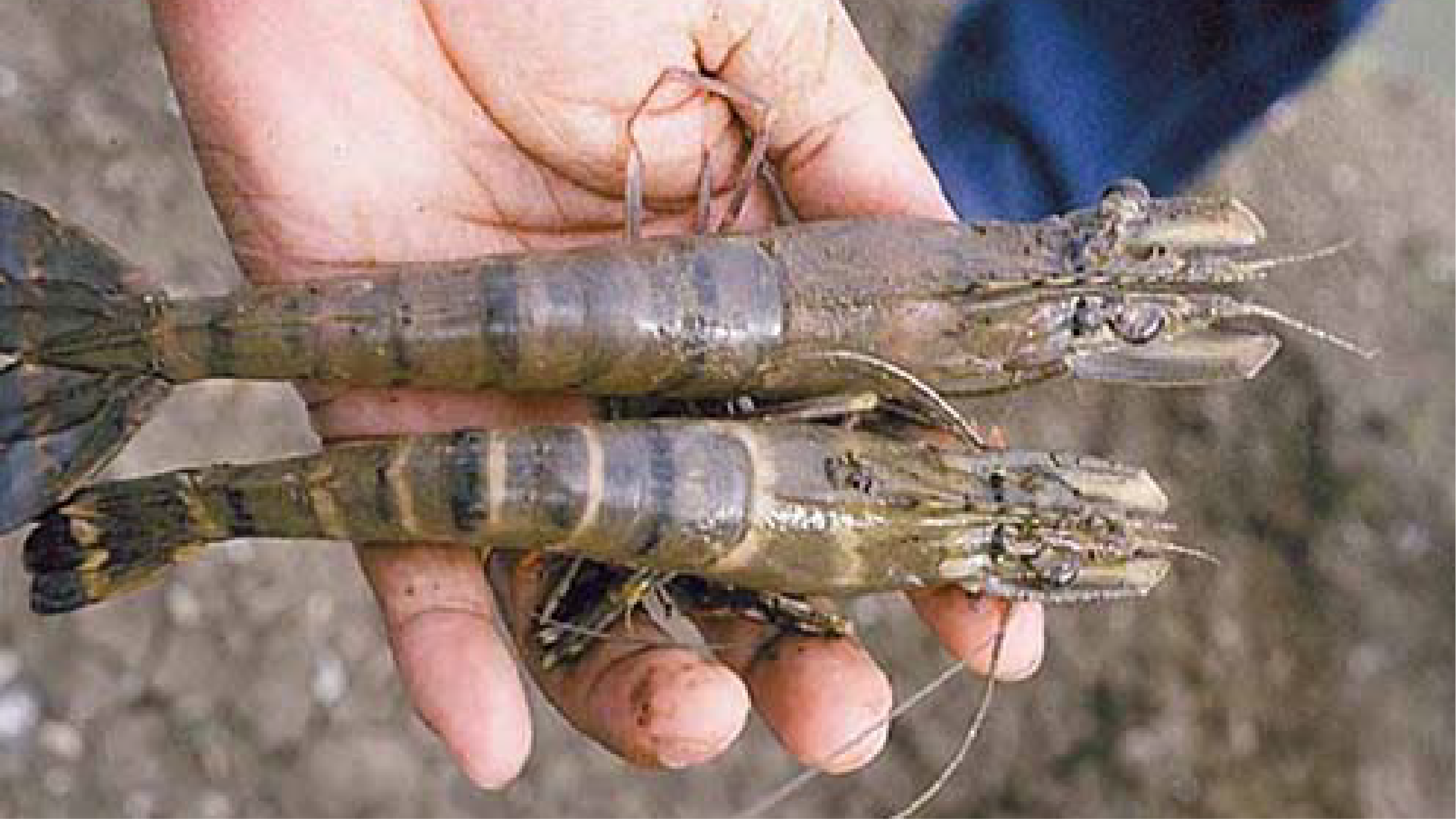 Ô nhiễm trong nuôi tôm sú