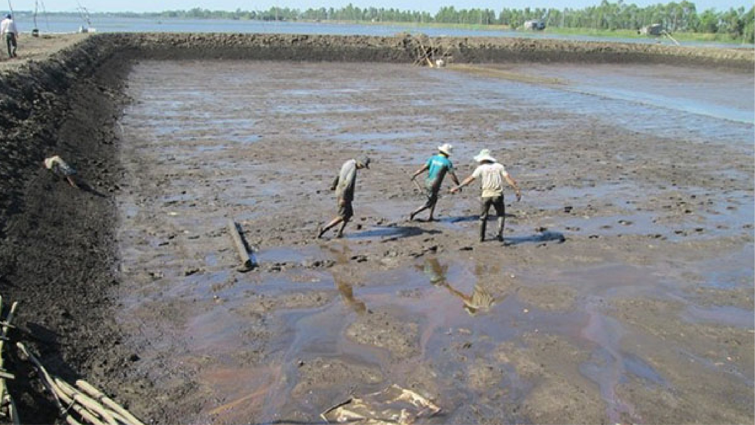 Xử lý bùn đáy ao nuôi tôm là việc làm cần thiết để giúp gia tăng năng suất mùa vụ