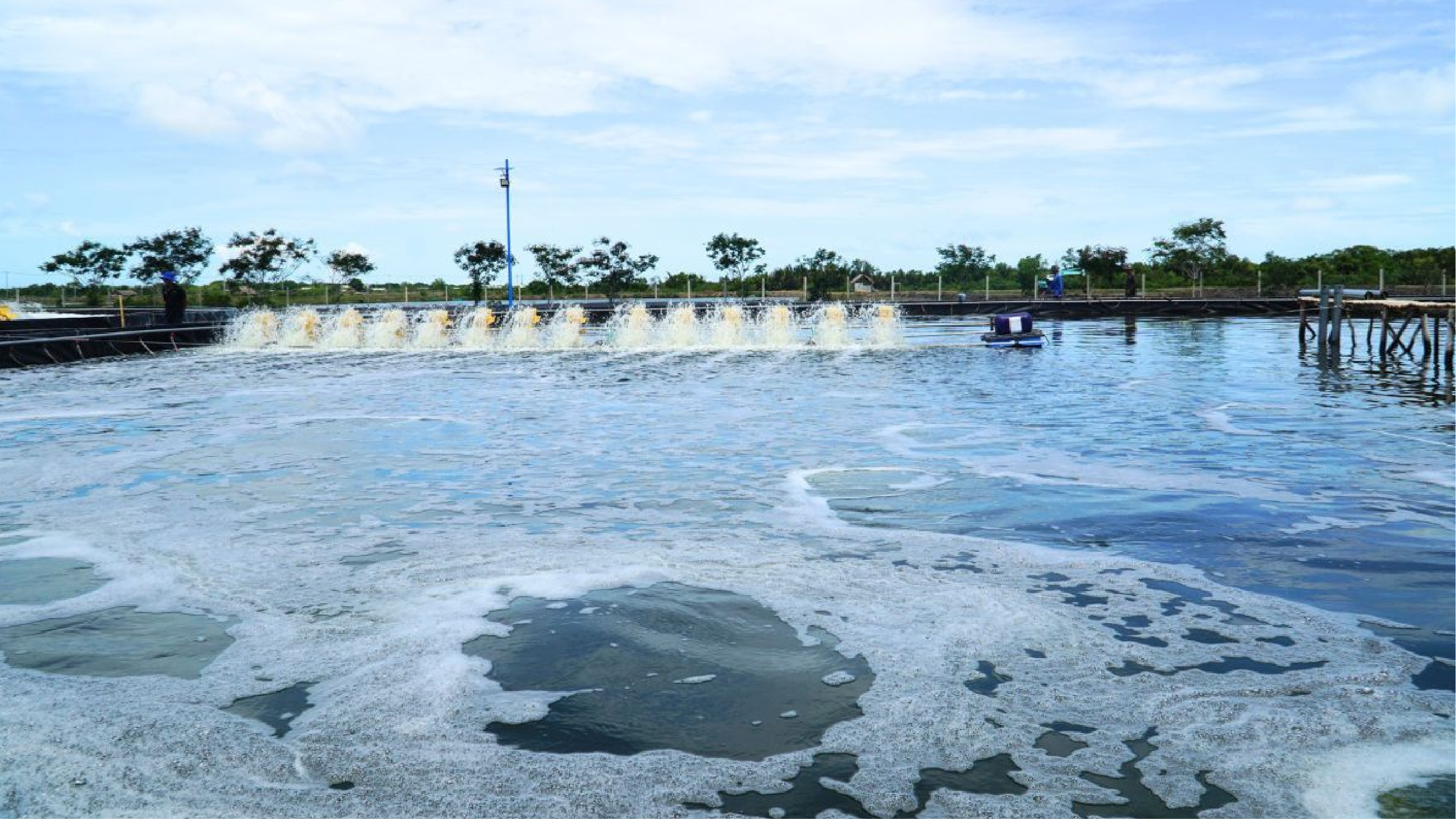 Xử lý các bước trong quá trình nuôi tôm