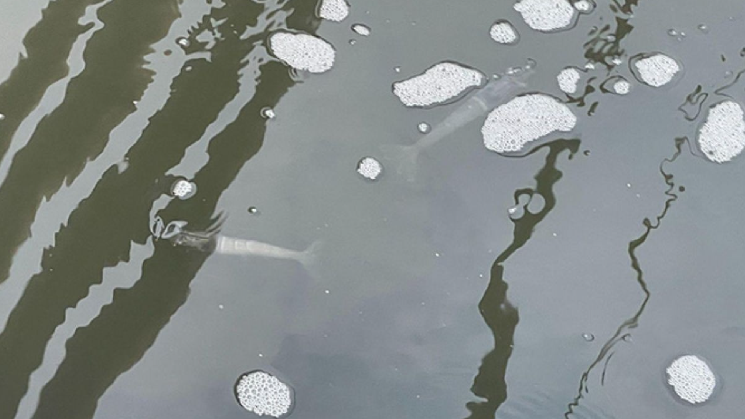 Tôm bơi lờ đờ và nổi trên mặt nước rất dễ nhận biết