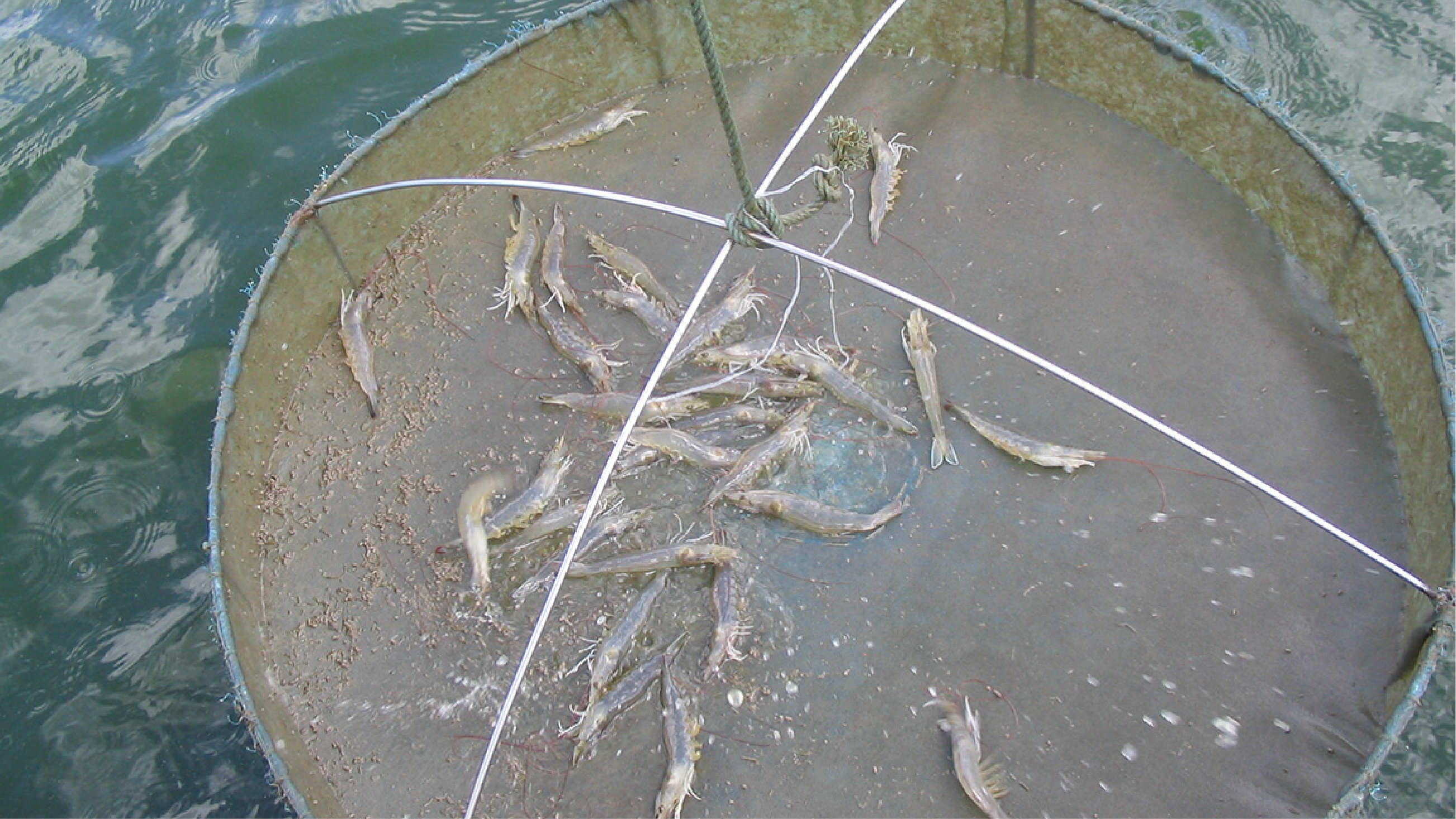 Xử lý triệt để chất thải trong ao nuôi tôm