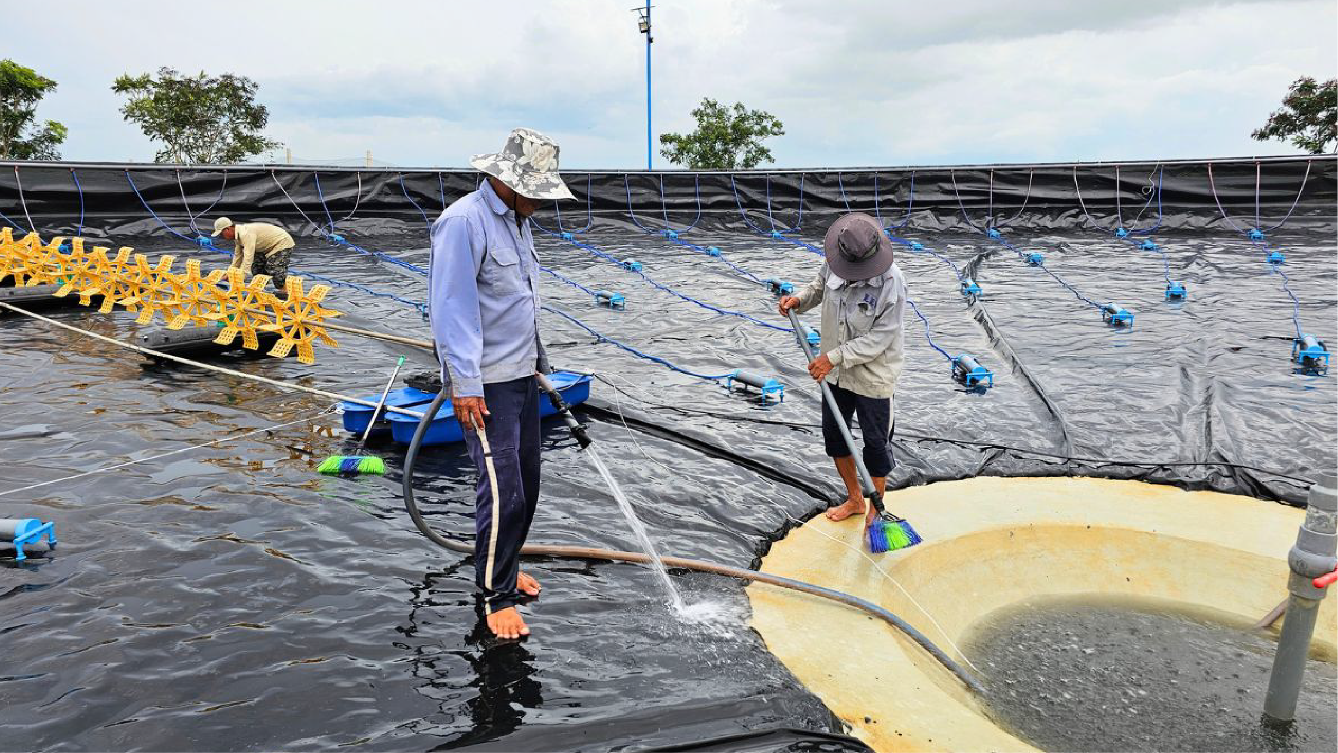 Các ao bạt cần được chà sạch bề mặt đáy để đảm bảo sạch cho ao nuôi