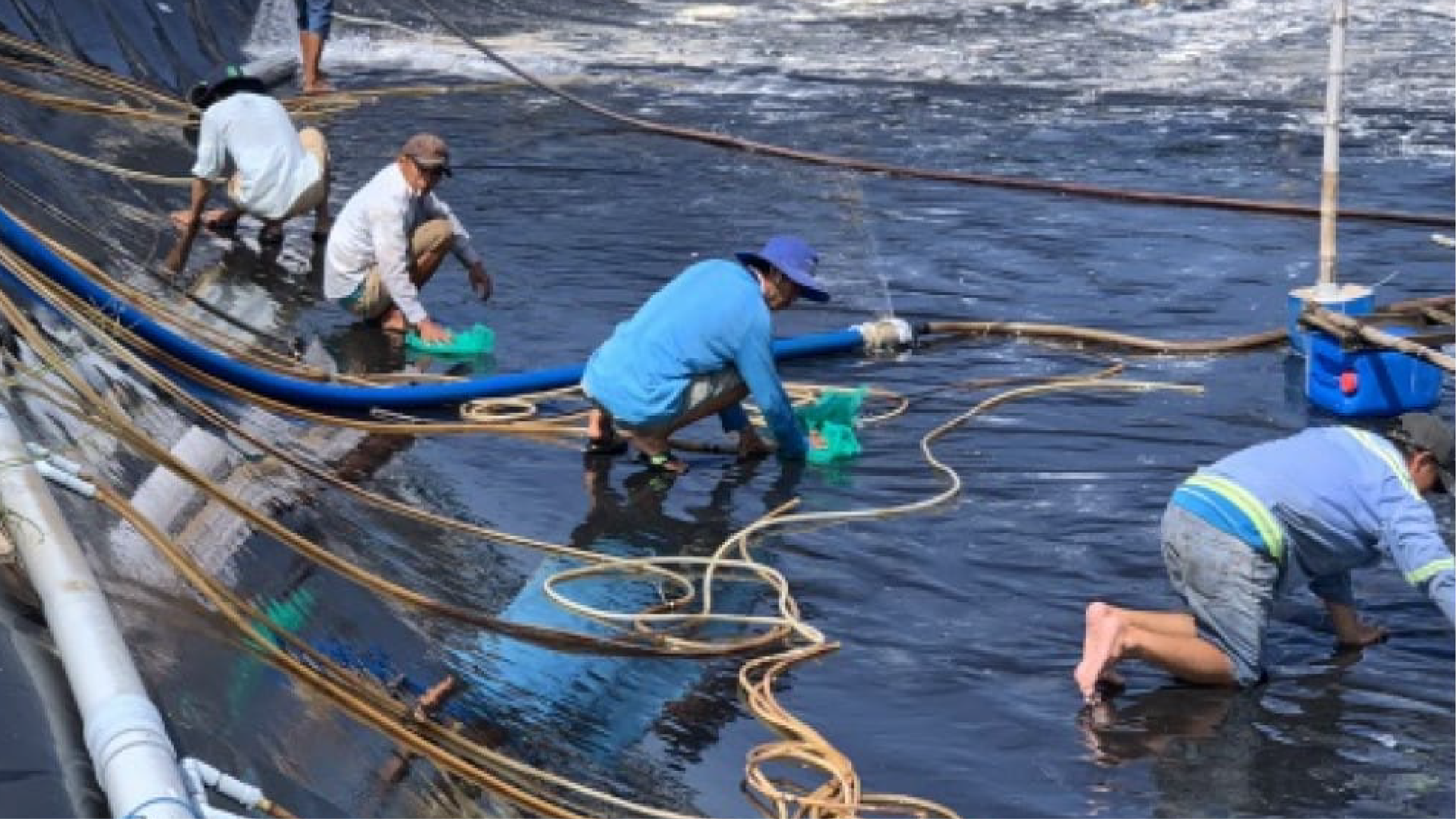 Xi phông đáy ao nuôi tôm