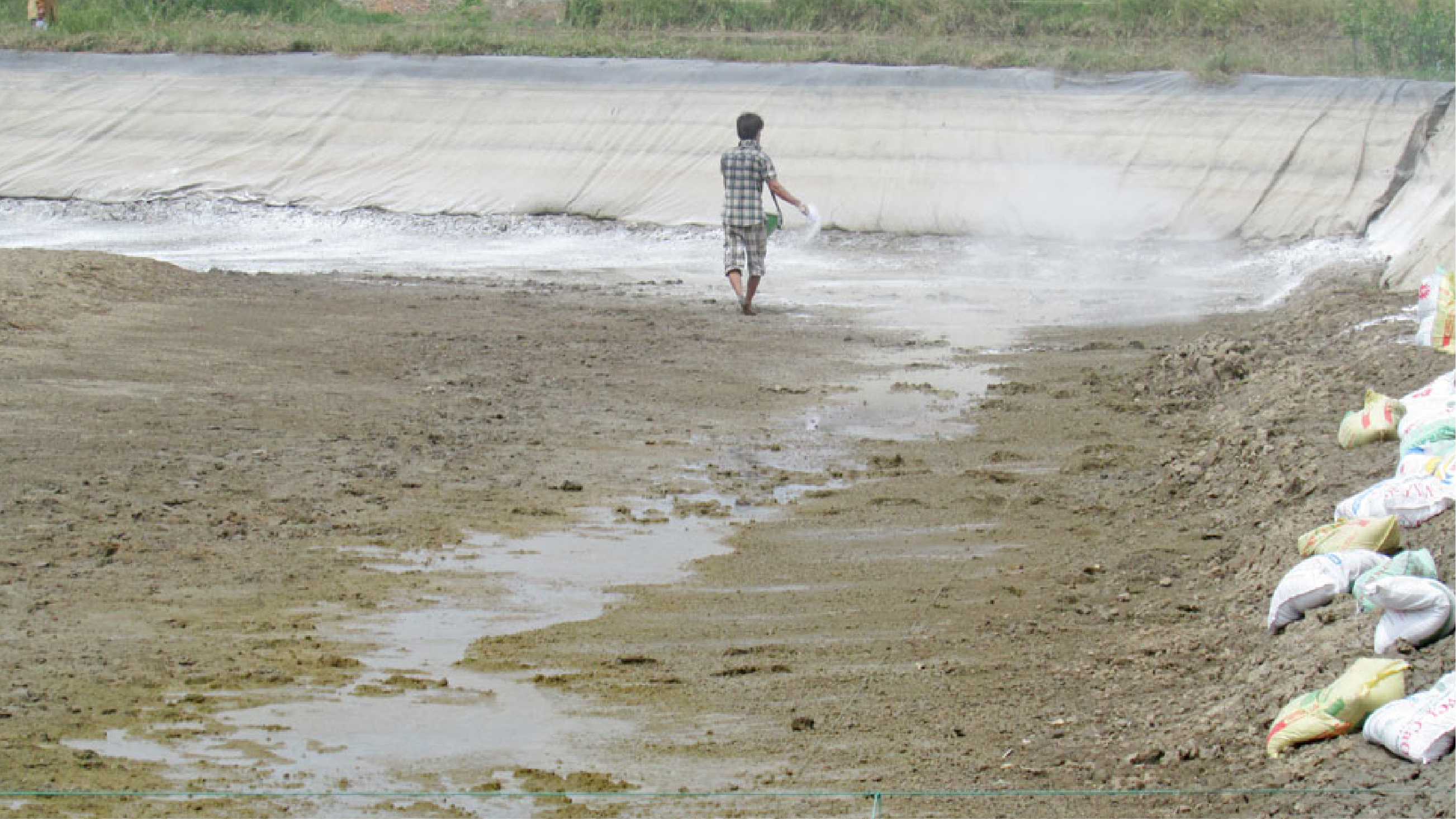 Rải vôi khắp đáy ao nuôi tôm