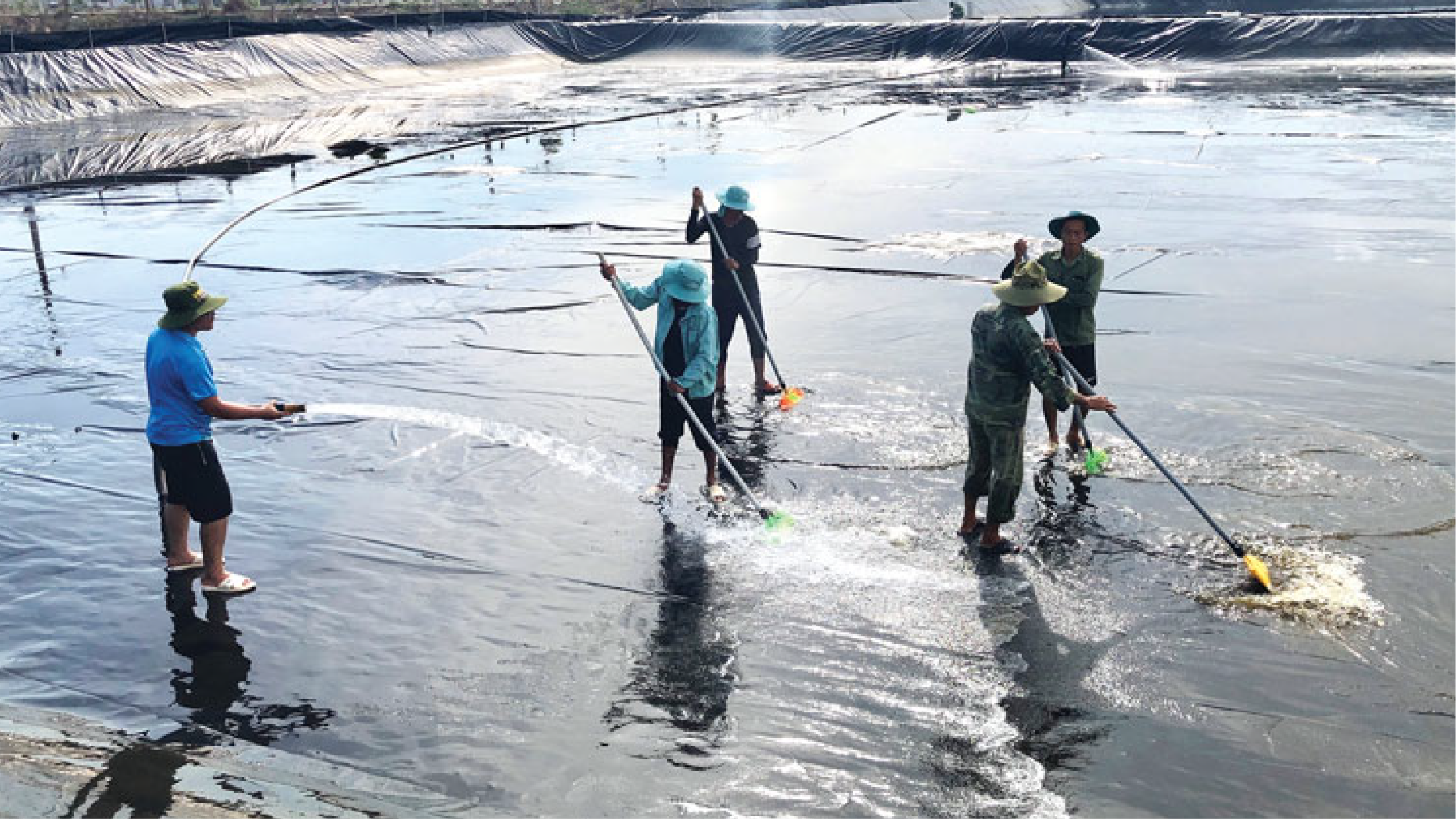 Vệ sinh ao nuôi tôm trước khi thả giống xuống