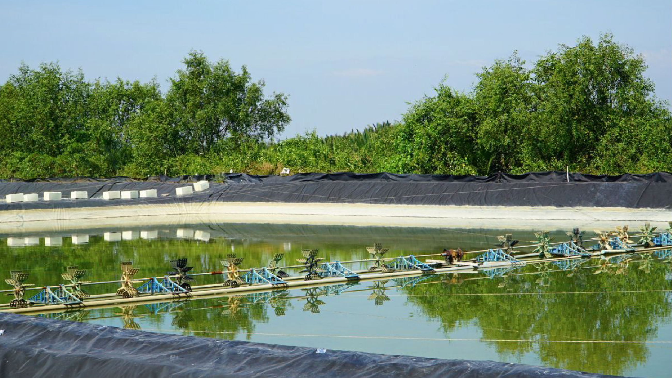 Cải tạo xử lý nước ao là công đoạn đầu cho vụ mới