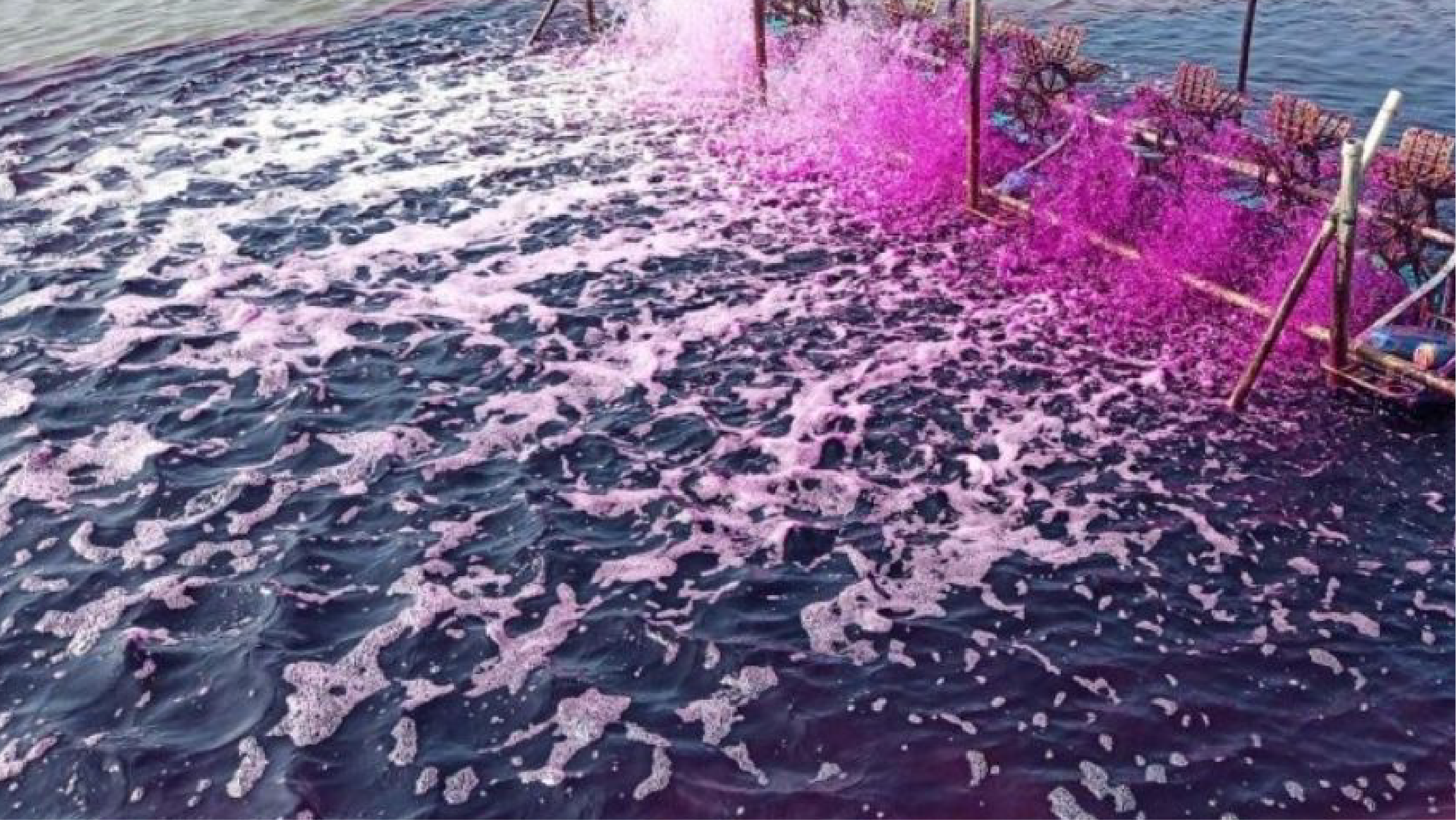 Sử dụng thuốc tím